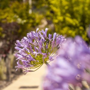 PARC-DE-LA-LOUBIERE-046-1024x768